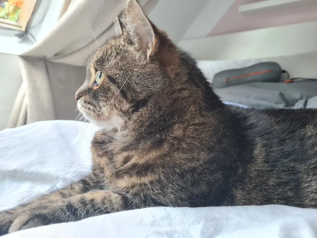 Bild von Katzi
