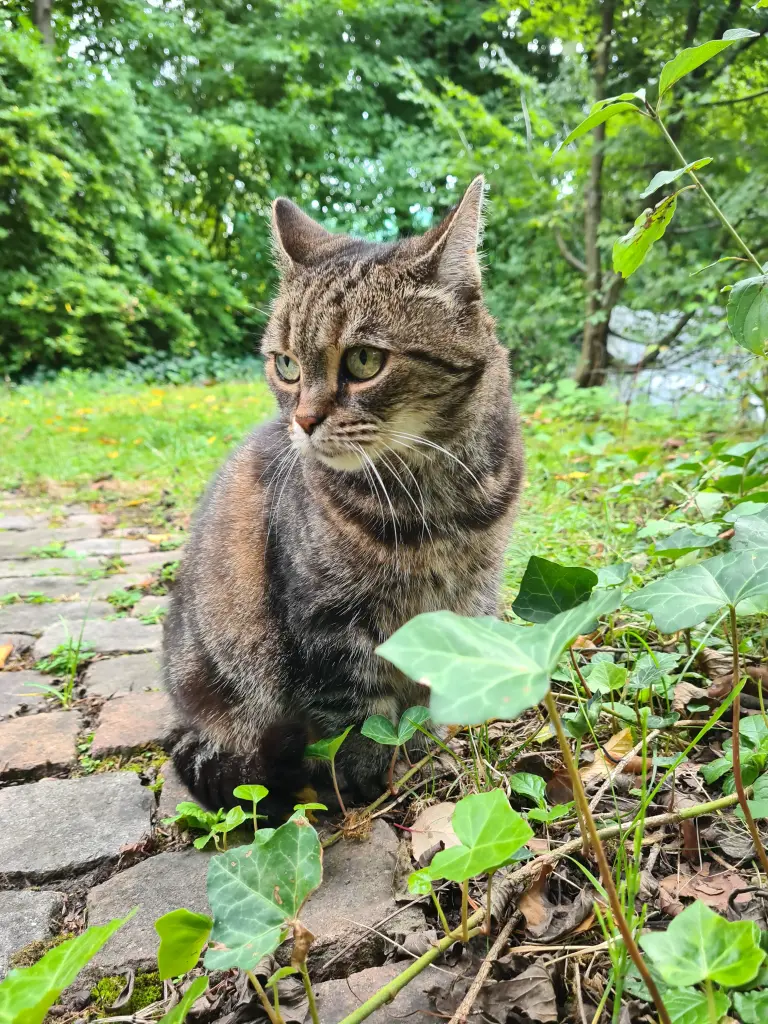 Bild von Katzi