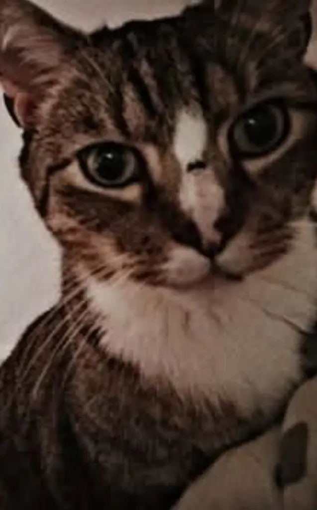 Image from Tiger