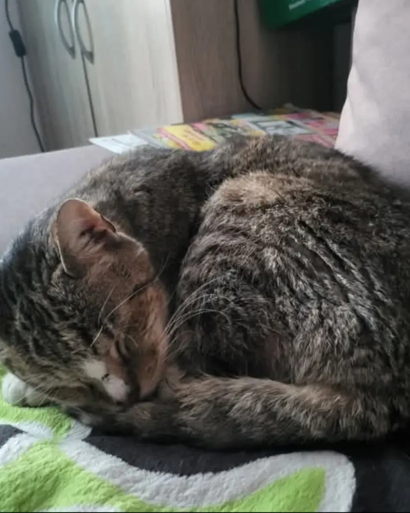 Image from Tiger