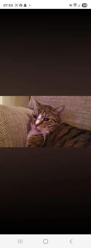 Image from Tiger