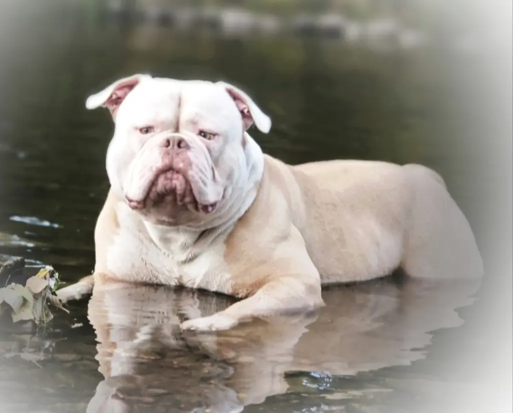 Image from Polo