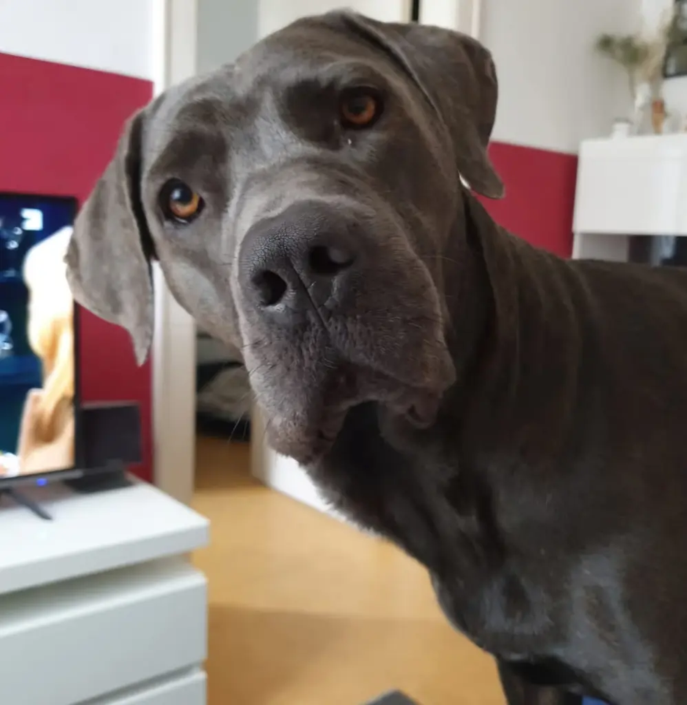 Bild von Bijou