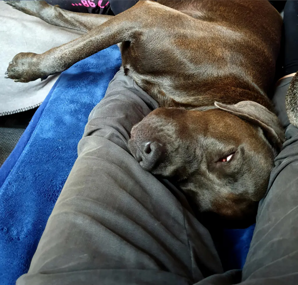 Bild von Bijou