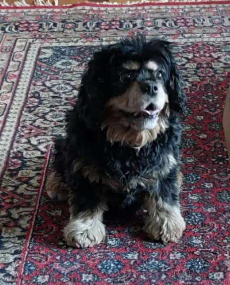Bild von Lilli