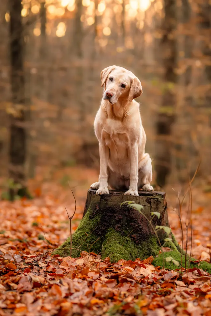 Bild von Nala