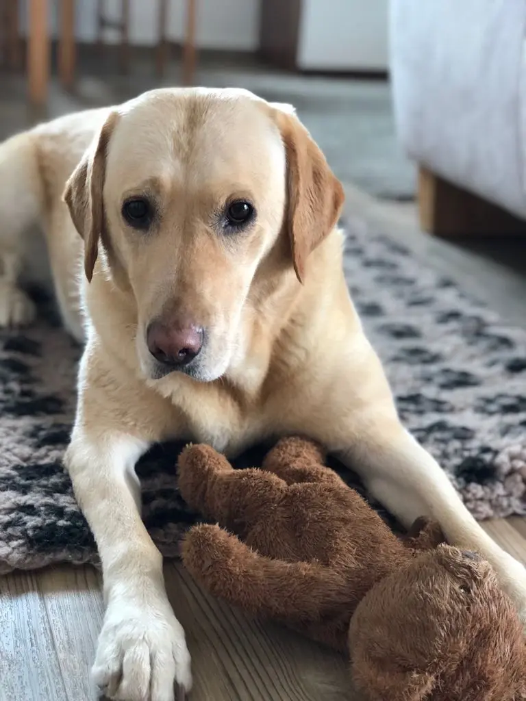 Bild von Nala