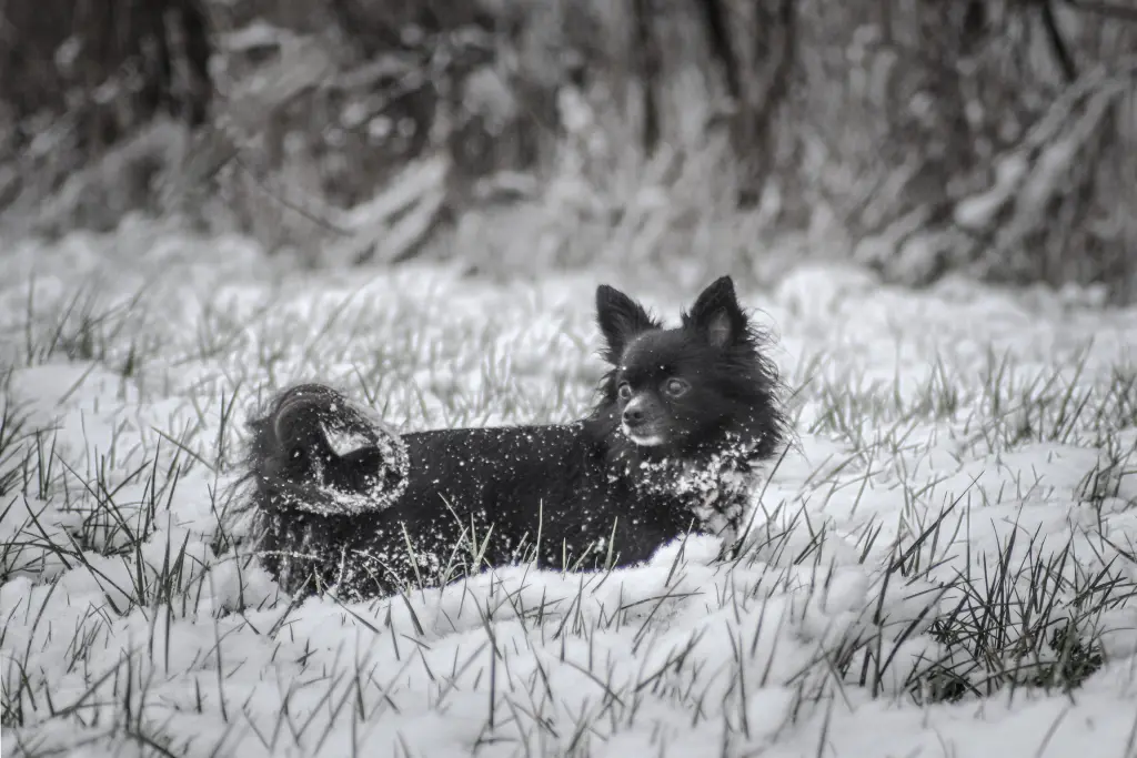 Auch Schnee hat sie geliebt