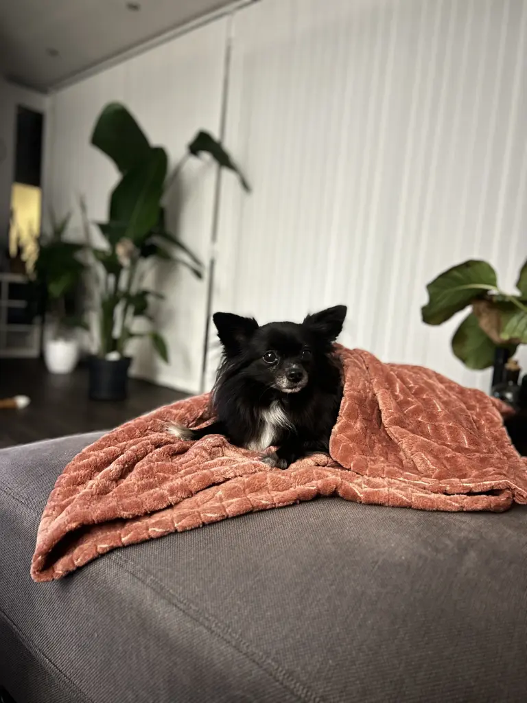 Ihre Kuscheldecke, nun soviel wert für uns