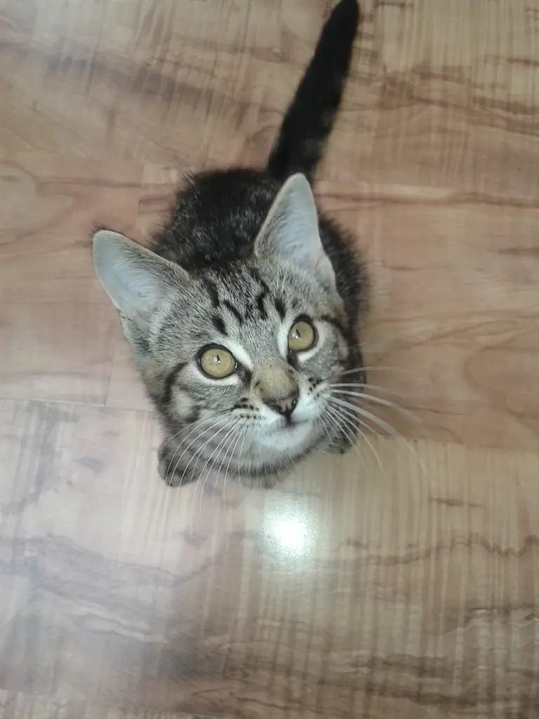 Image from Button