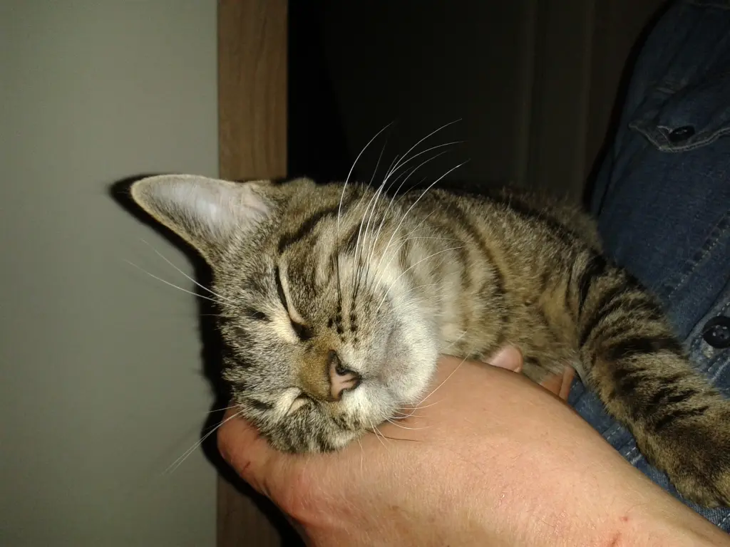 Image from Button