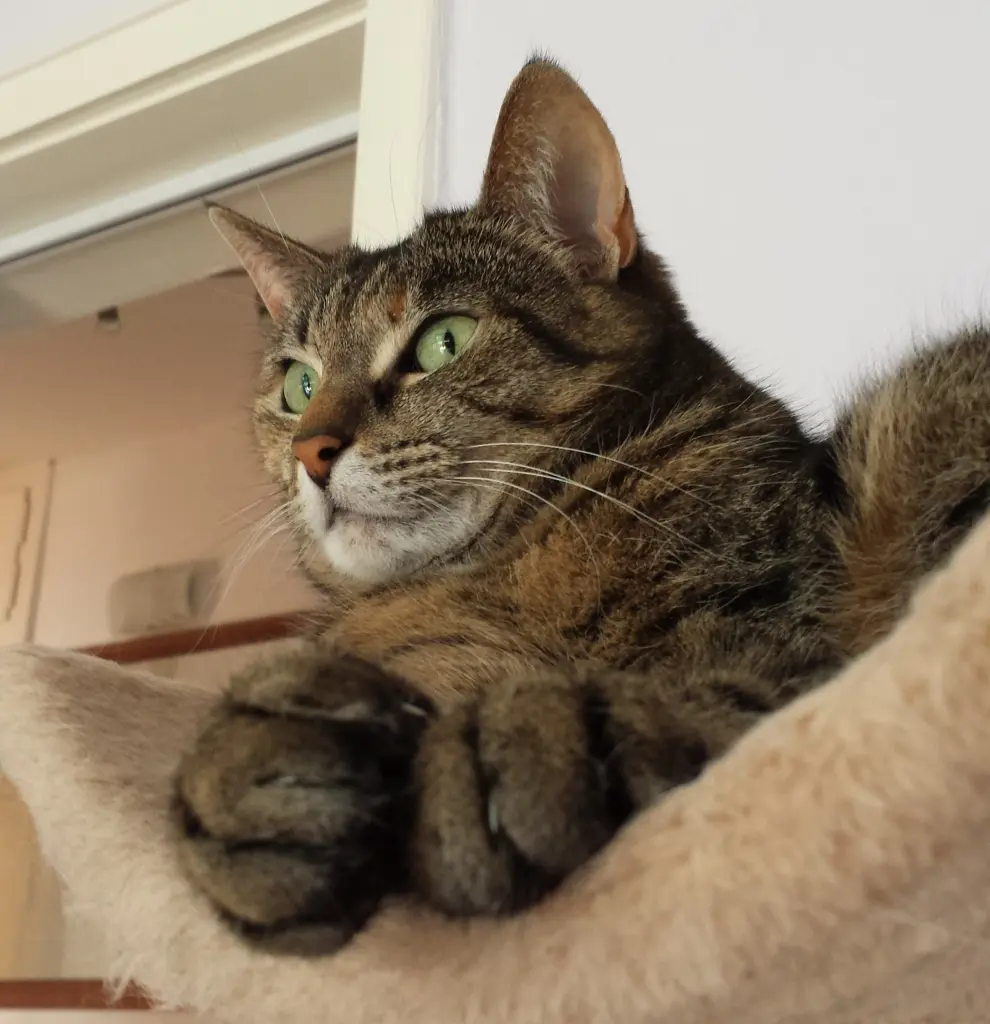 Bild von Lucy