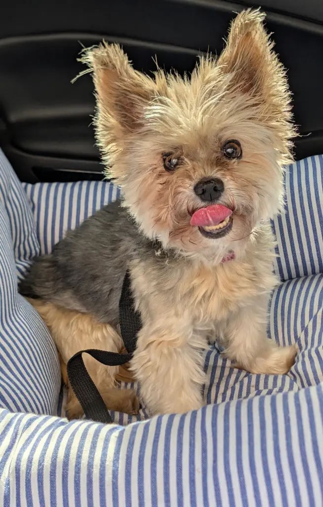 Meine Bella -Maus❤️