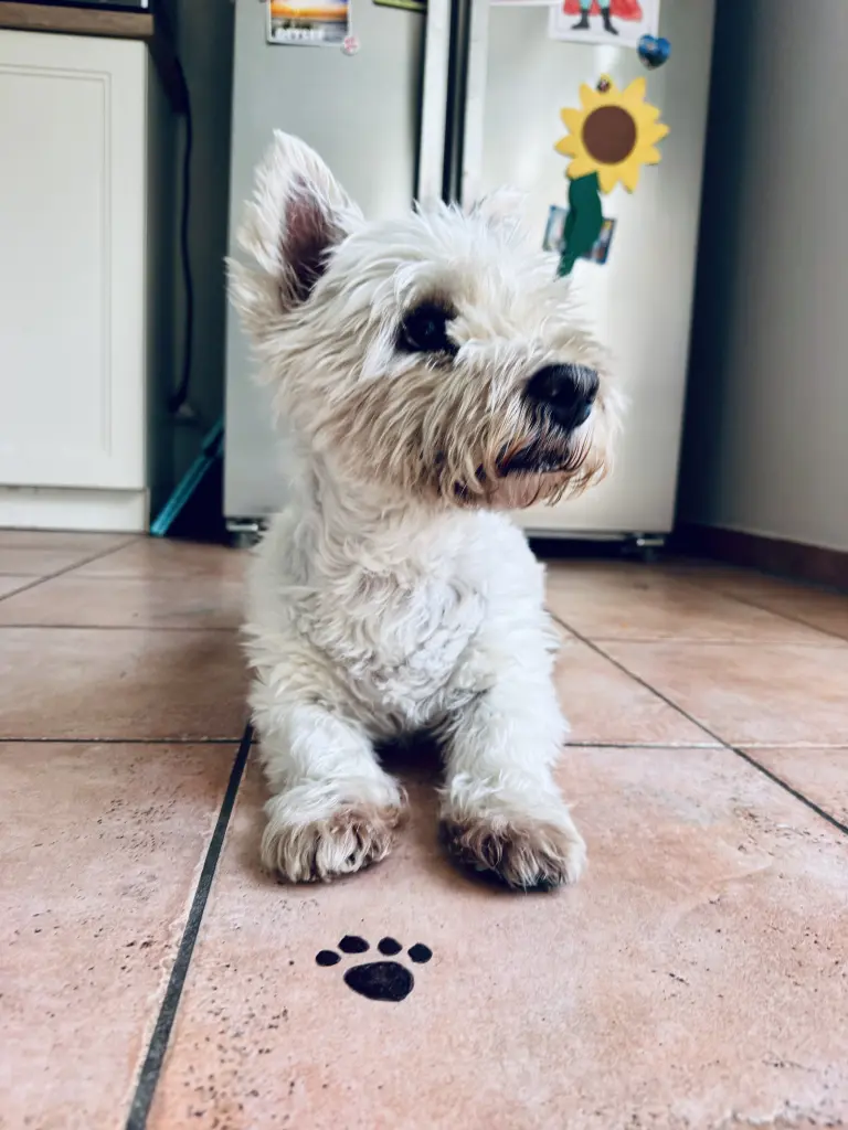 Image from Miss Muffin / Muffy