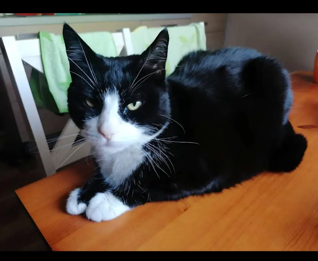 Mimi