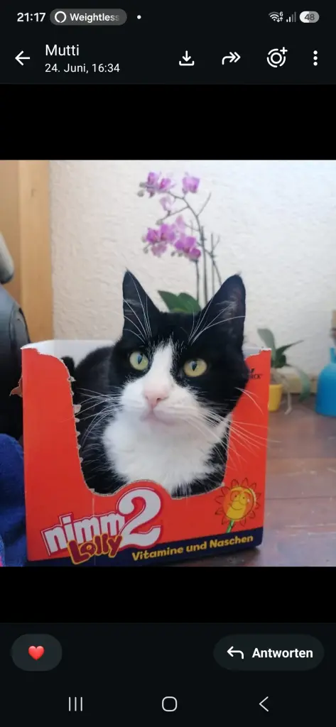 Beste Katze