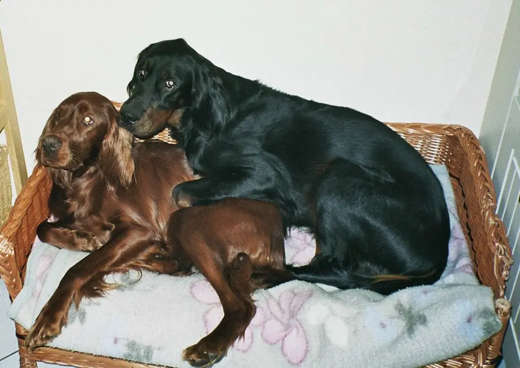 Condolence image of Deni , Jan, Setterdame Brèanna und Kenny im Herzen ♥