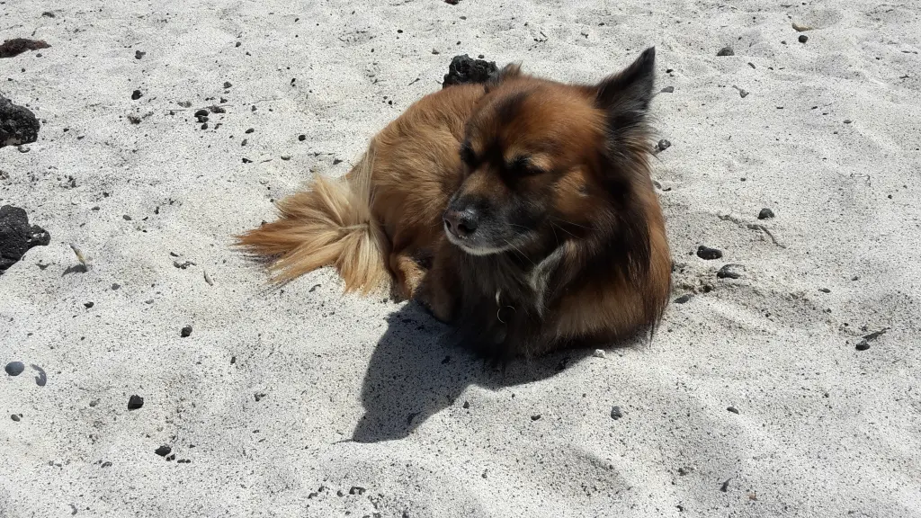 Image from Chuppy