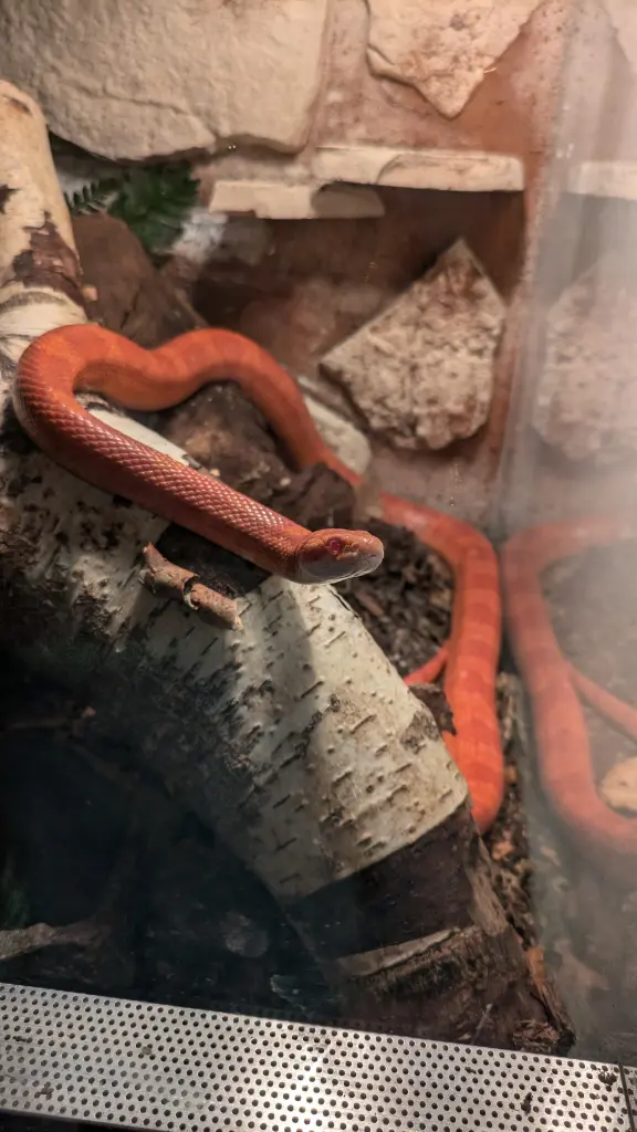Image from Carnelian