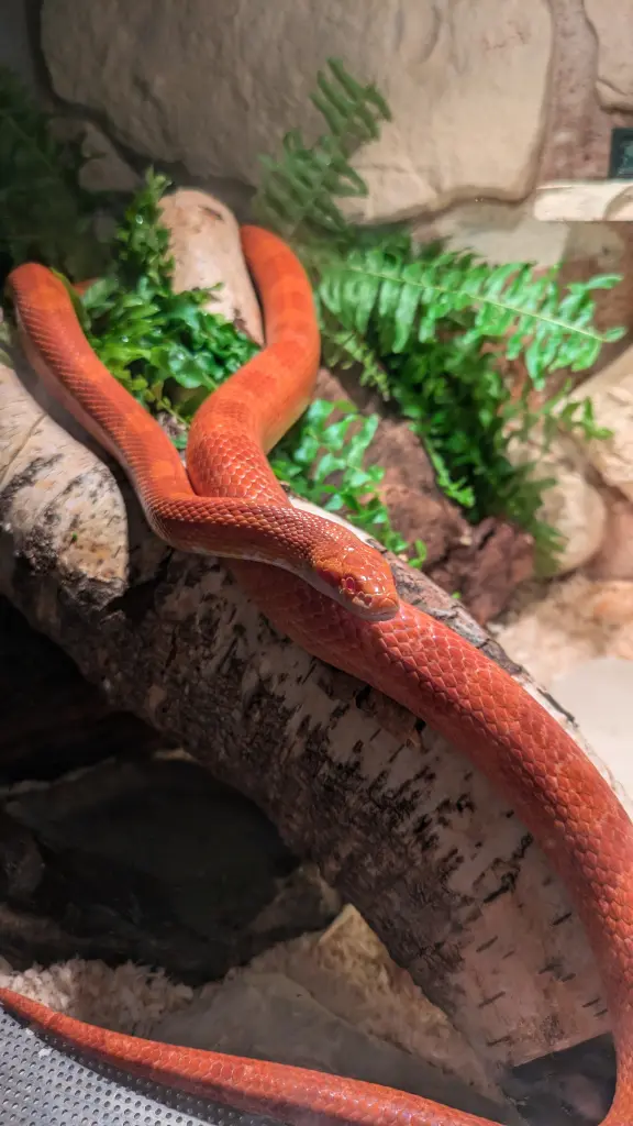 Image from Carnelian