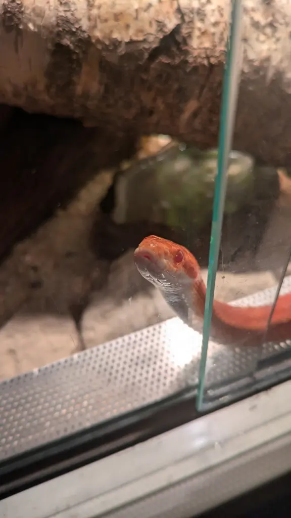Image from Carnelian