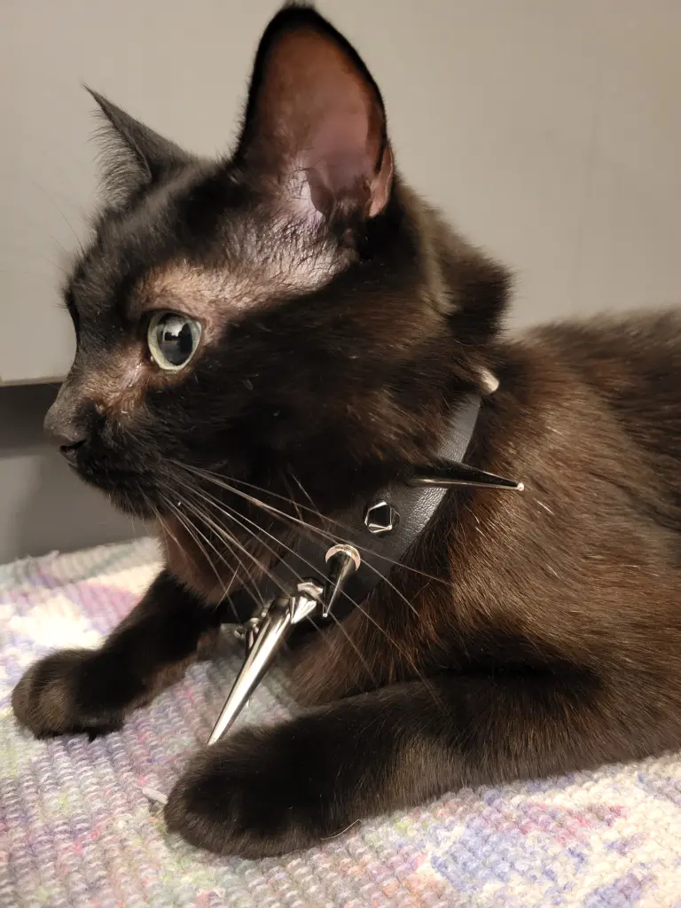 Eine waschechte Wachkatze