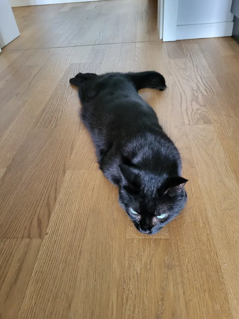 Long long cat