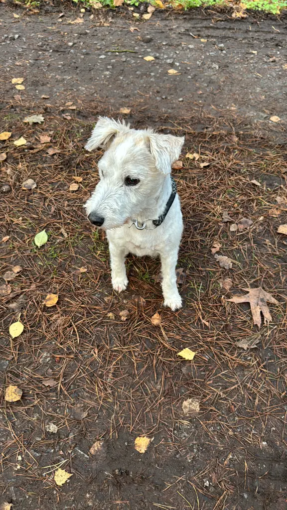 Image from Linus