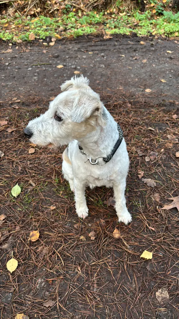 Der beste Hund der Welt....