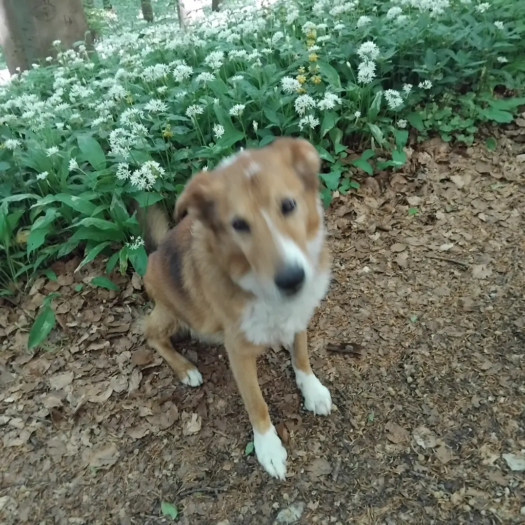 Bild von Blitz