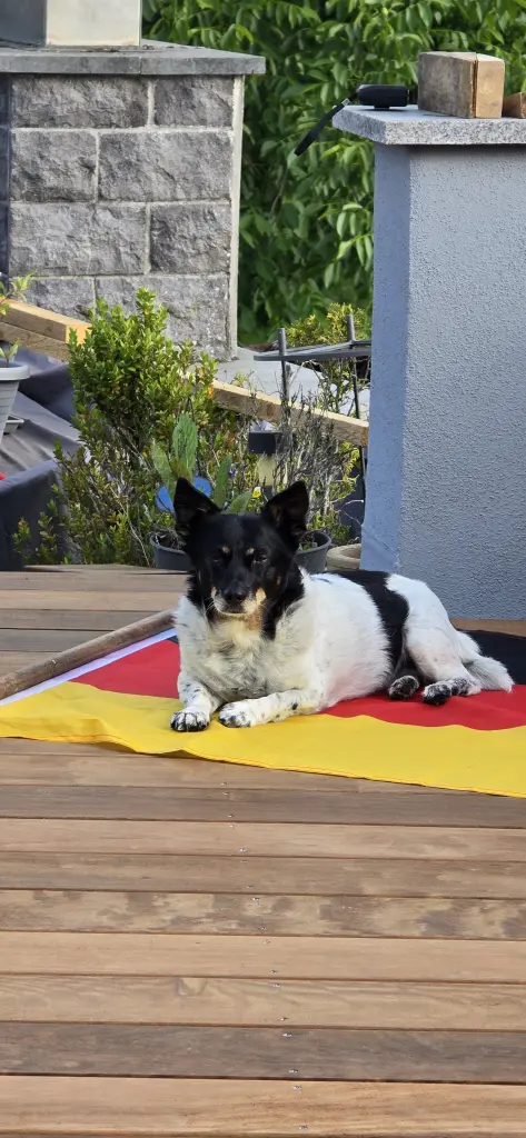 Bild von Chilli