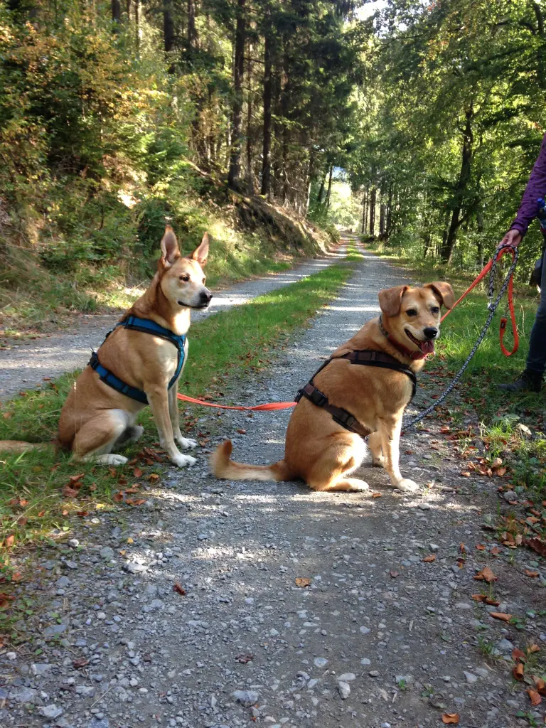 Condolence image of Manu und Jojo