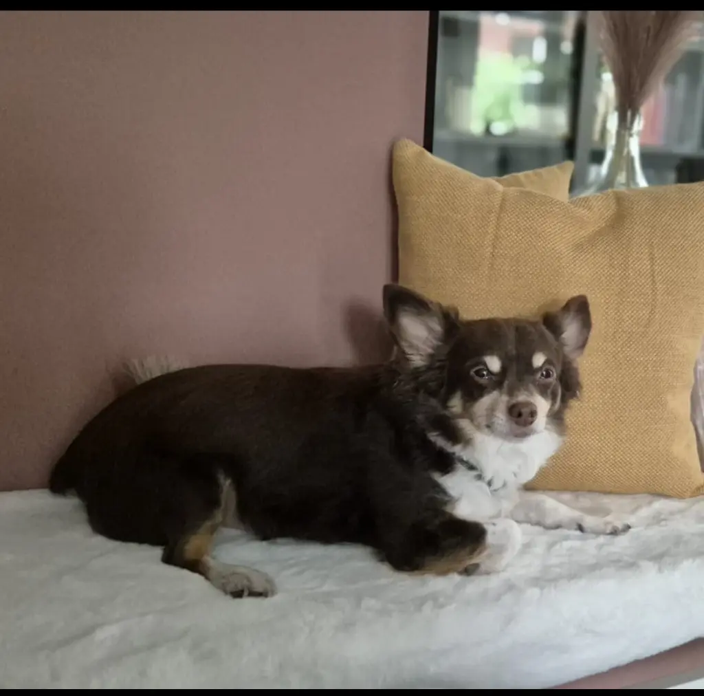 Image from Loki