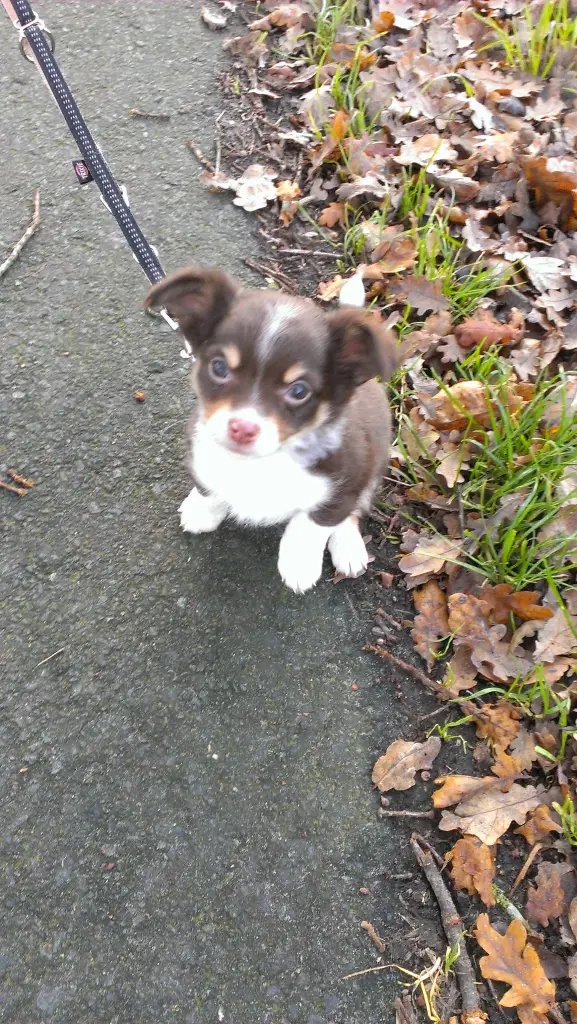 Image from Loki