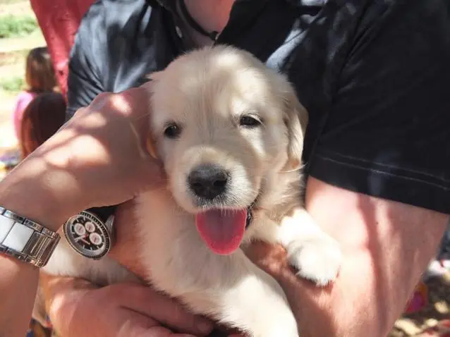 Nala mit fünf Wochen.