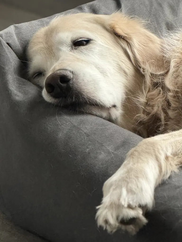 Perfekt im Chillen.