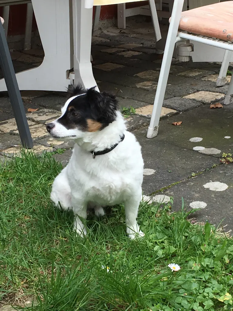 Image from Benji