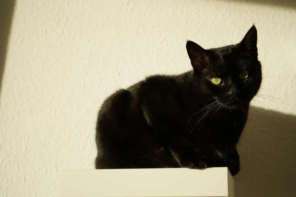 Bild von Blacky