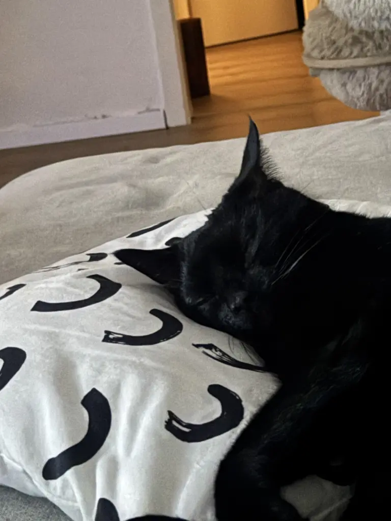 Image from Blacky