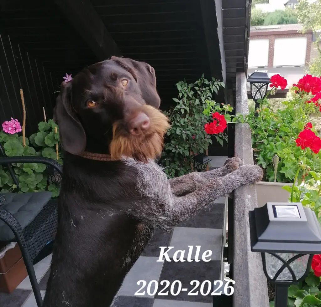 Image from Kalle
