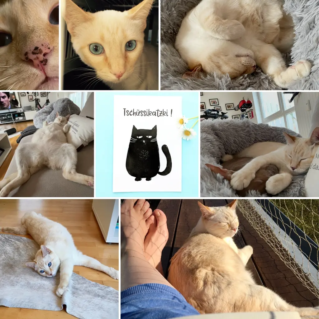 Bild von Loki