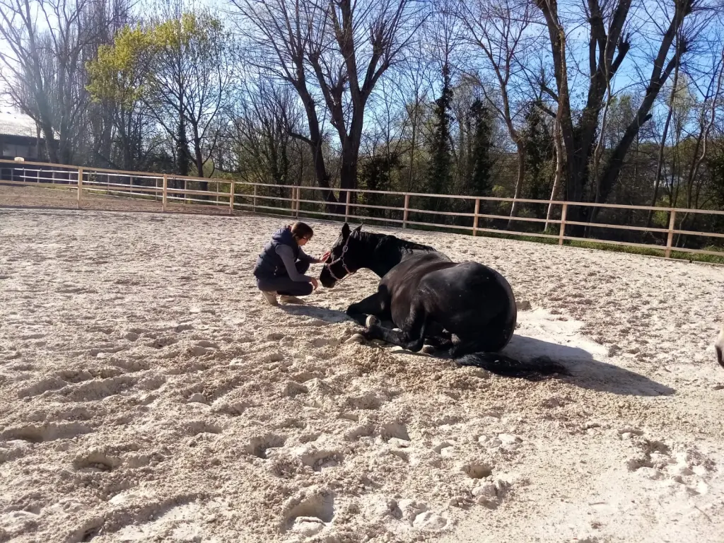 Du warst mein Seelenpferd ♥️
