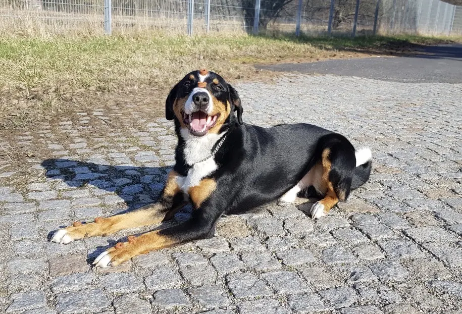 Bild von Keks