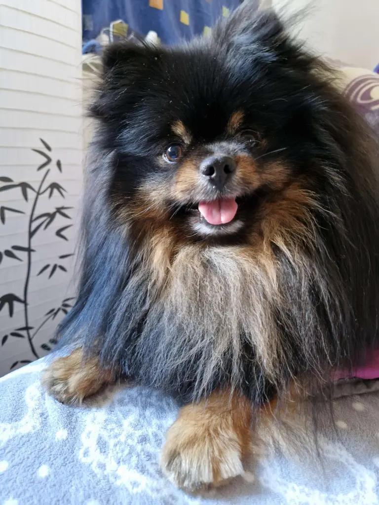 Bild von Yuki