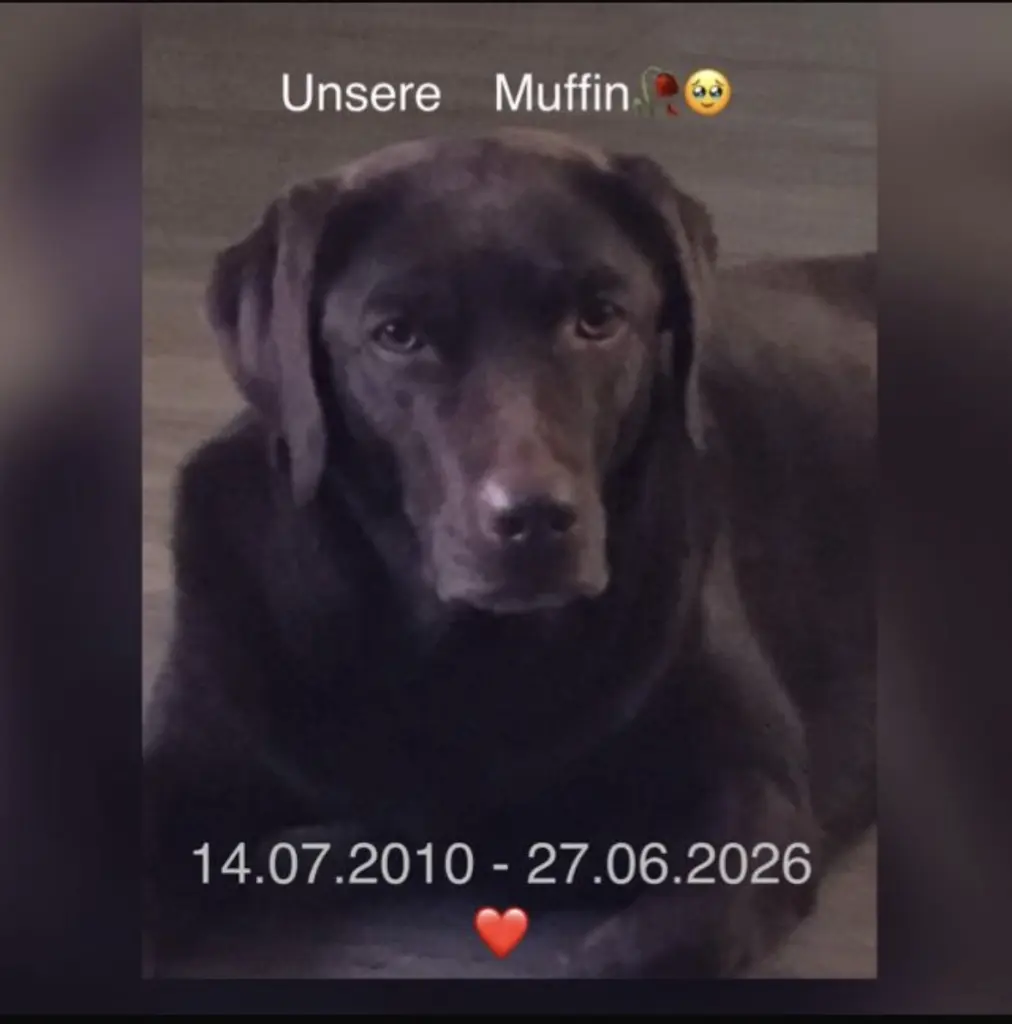 Bild von Muffin