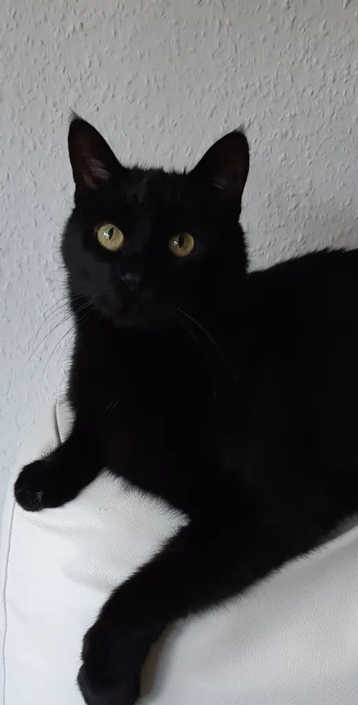 Bild von Shorty
