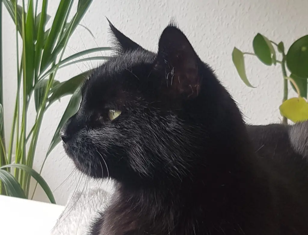 Bild von Shorty