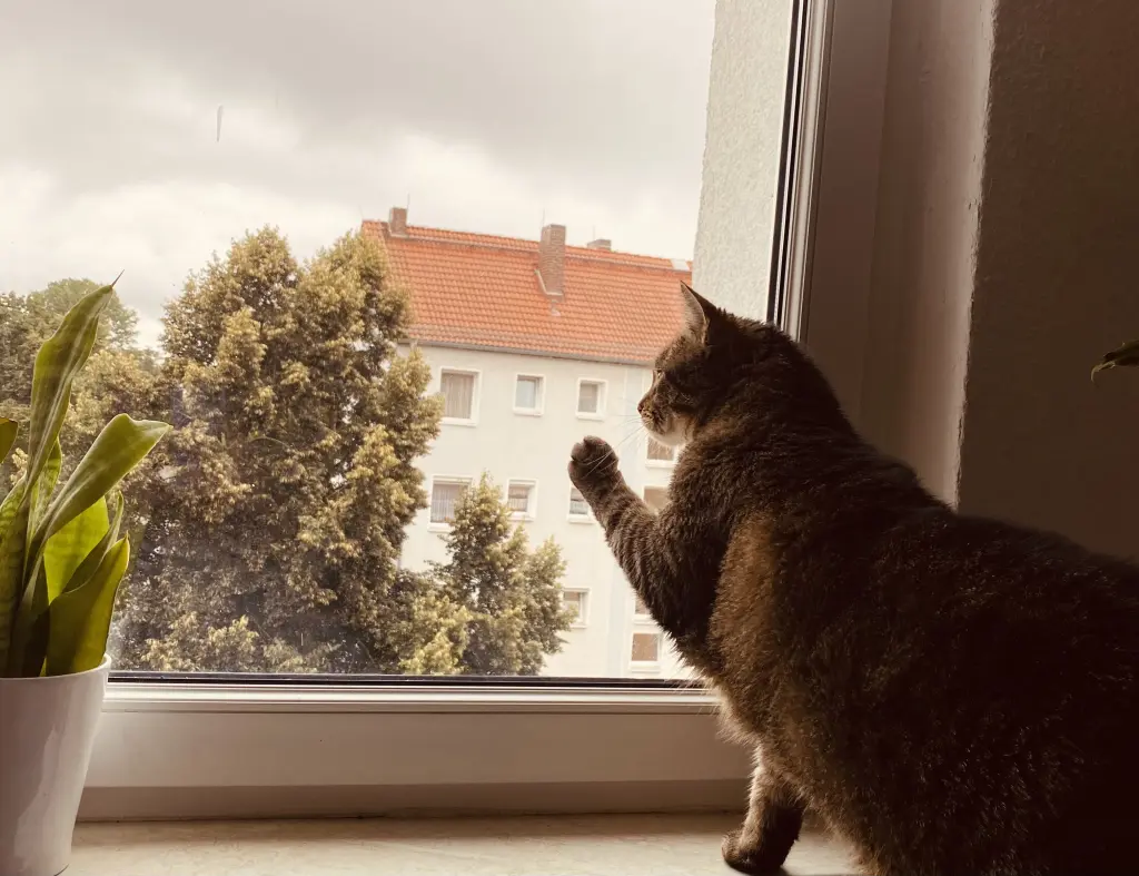 Image from Anton