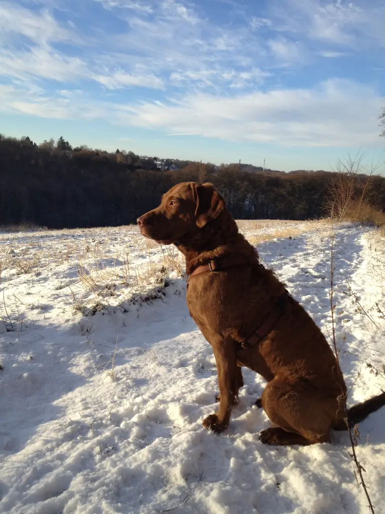 Image from Pepper