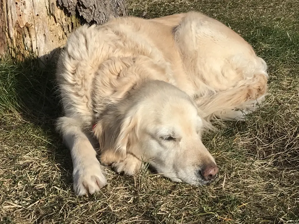 Träumen in der Sonne